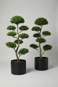 Studio · Two cloud-pruned privet trees standing side by side in matte black cylinder pots on a pale studio floor