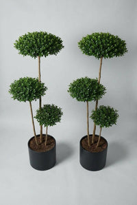 Studio · The privet pair front-on, matching pads at three heights above matte black cylinder pots