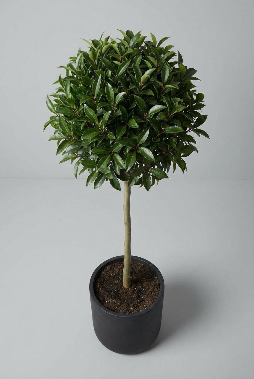 “Studio image of a Prunus laurel (Prunus lusitanica) lollipop topiary tree with a dense, perfectly rounded evergreen canopy of glossy dark green leaves, trained on a clear straight stem and planted in a matte black cylindrical pot against a soft light grey background.