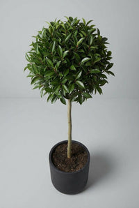 Studio · A single Portuguese laurel lollipop, its rounded crown balanced on one slim upright stem.