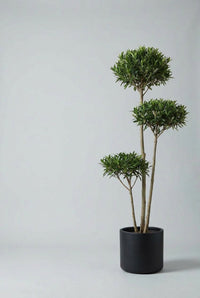 One Otto laurel cloud tree alone in a black pot, three tiers of foliage on slim bare stems.