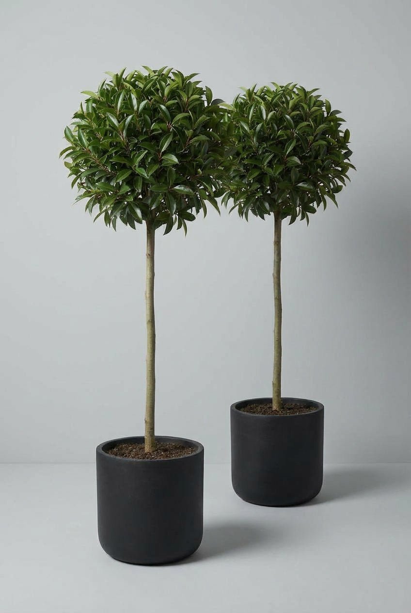 Studio photograph of a matching pair of Prunus lusitanica (Portuguese laurel) lollipop topiary trees, featuring dense rounded evergreen canopies with glossy dark green foliage, trained on tall 100cm clear stems and planted in matte black cylindrical pots against a soft light grey background.