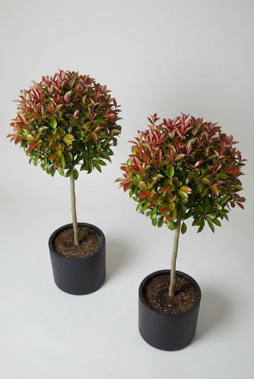 Studio image of a matching pair of Red Robin (Photinia × fraseri) lollipop topiary trees, each with a dense spherical crown showing red and green evergreen foliage on clear stems, planted in matte black cylindrical pots against a soft grey background, highlighting colour contrast and symmetrical form.