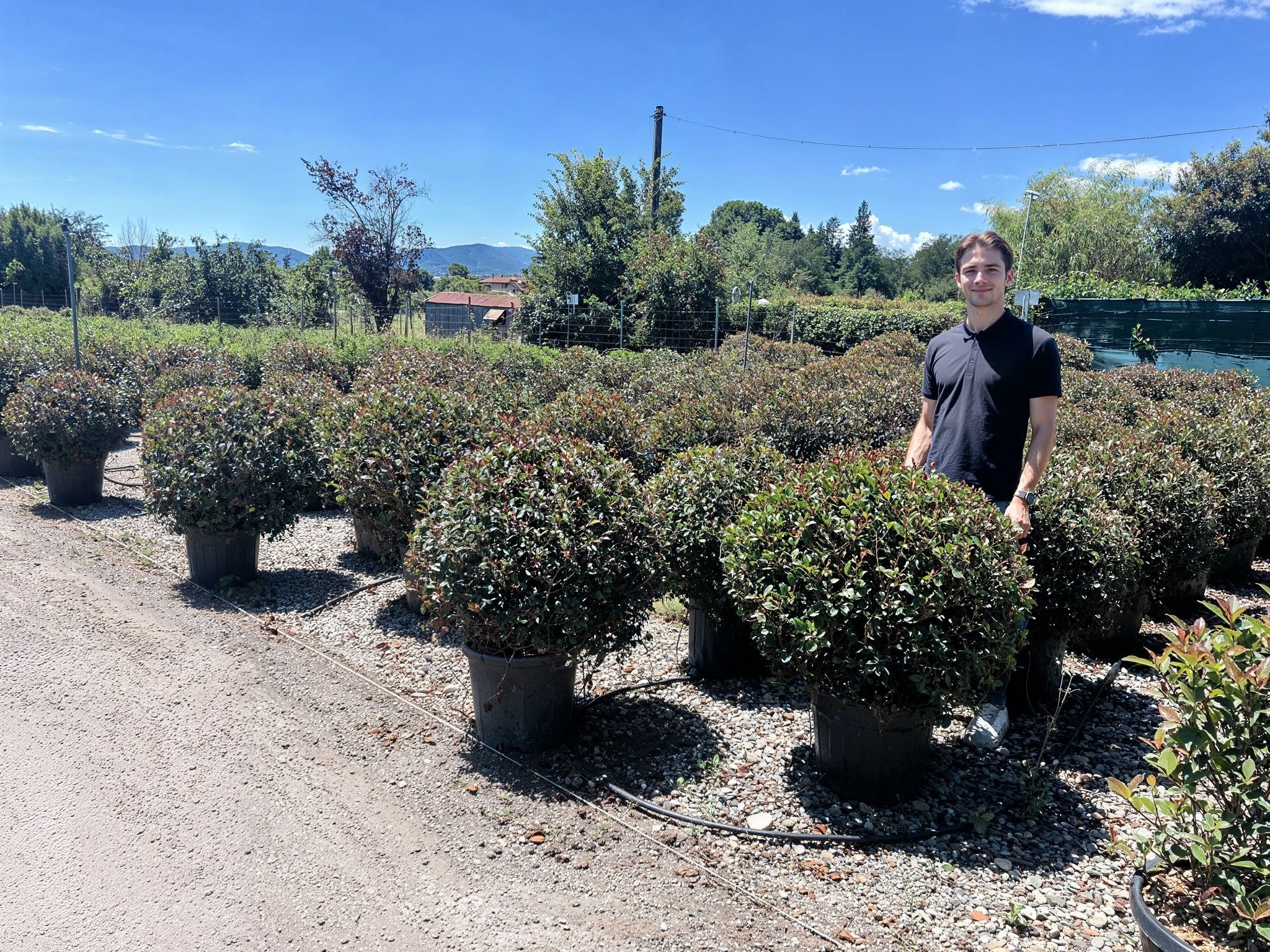 Rows of 70cm Photinia × fraseri 'Red Robin' ball topiary in a nursery, showcasing evergreen spheres with distinctive red-tipped foliage, demonstrating photinia topiary alternatives for architectural garden design and doorway plants with seasonal colour interest and formal symmetry.