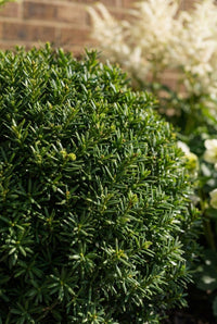 Foliage Close Up · English yew ball, dark needled foliage clipped to a smooth dome