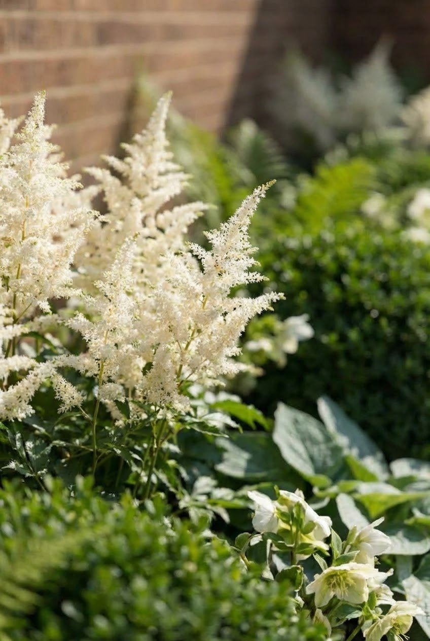 The Shaded Woodland — Border by the Metre with English Yew Ball Topiary
