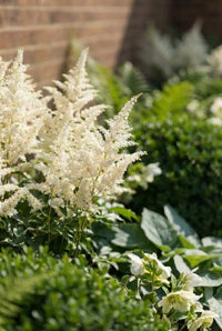 Foliage Close Up · Creamy astilbe plumes catching low sun beside clipped yew and white hellebores