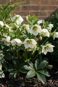 Foliage Close Up · White hellebore flowers with green centres above leathery divided leaves and bark mulch