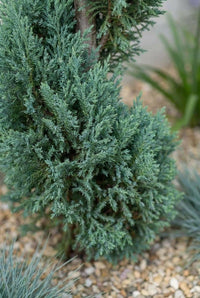 Foliage Close Up · Feathery blue-green cypress foliage and the bare stem between spiral turns