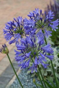 Foliage Close Up · Two agapanthus heads in mid-blue flower above the gravel border