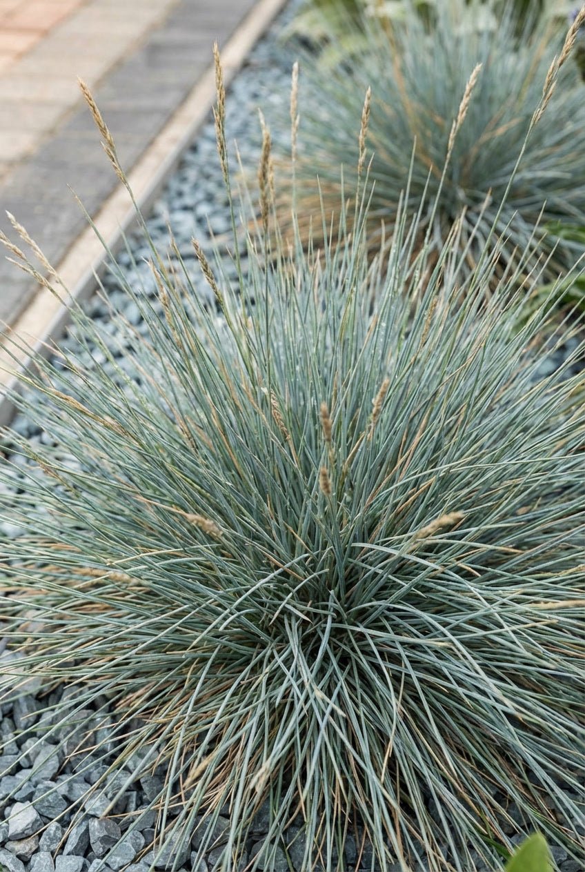 The Silver & Blue Bundle — Entrance Transformation with English Yew Spiral Topiary Pair