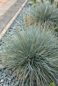 Foliage Close Up · Blue fescue forming a fine tuft of grey-blue blades on slate chippings