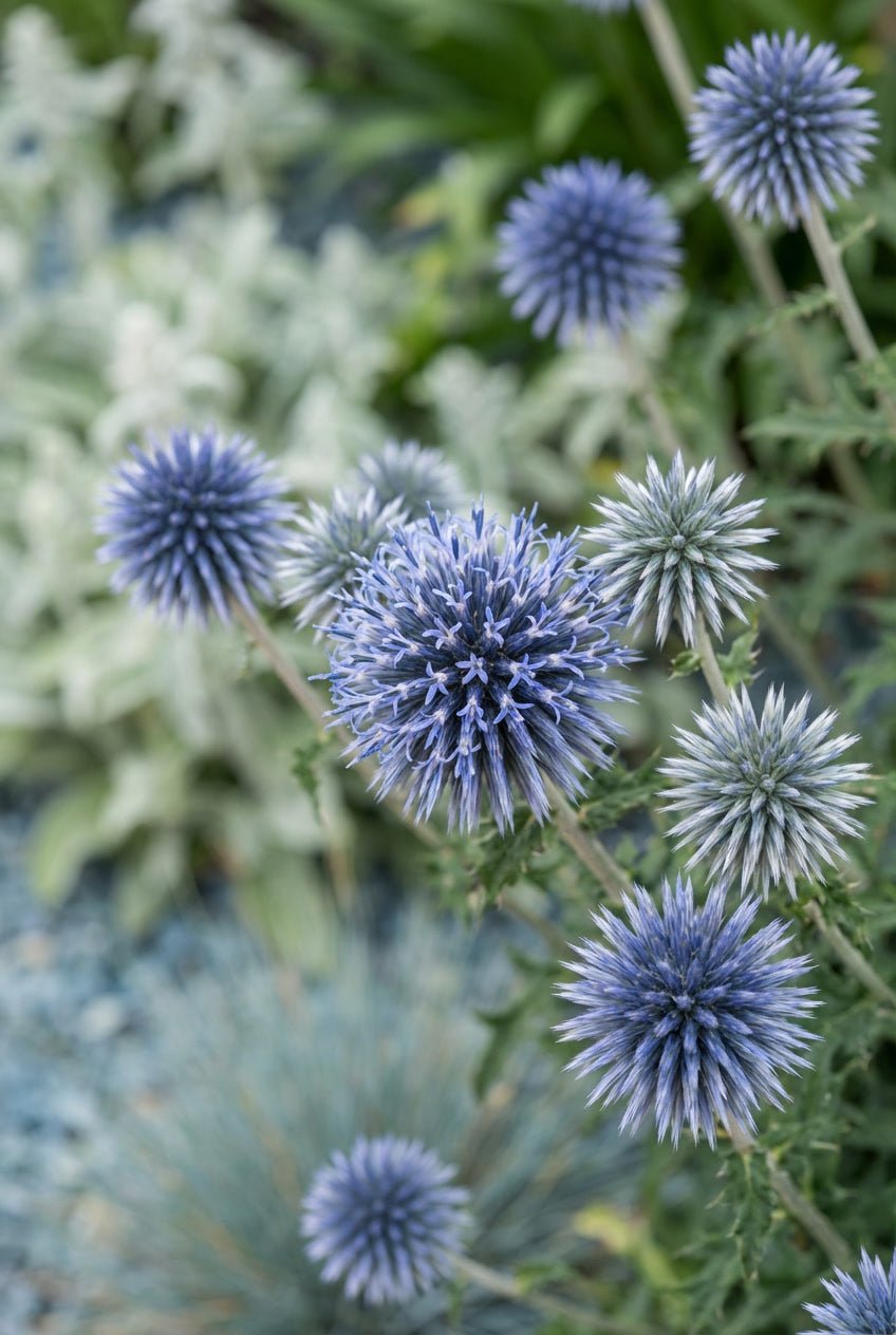 The Silver & Blue Bundle — Entrance Transformation with English Yew Spiral Topiary Pair