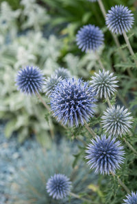 Foliage Close Up · Steel-blue globe thistle heads opening among silver foliage