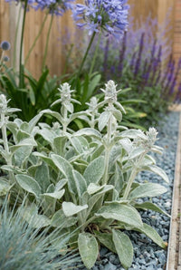 Foliage Close Up · Lamb's ear sending up woolly flower spikes at the edge of a slate-chipping bed