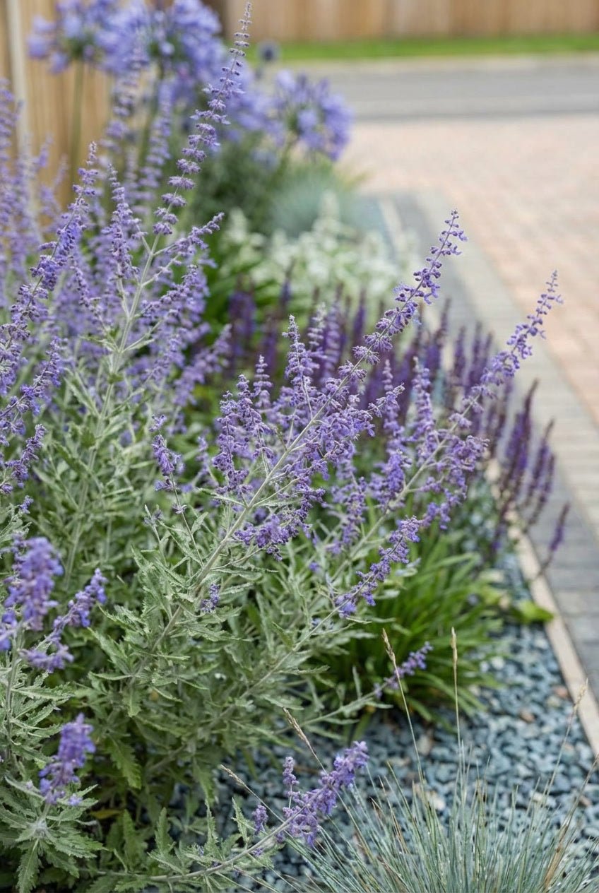 The Silver & Blue Bundle — Entrance Transformation with English Yew Spiral Topiary Pair