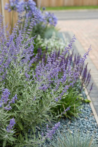 Foliage Close Up · Russian sage in hazy violet flower on silver stems beside the paved drive