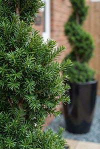 Foliage Close Up · Yew needles on a spiral, the matching spiral in its black pot behind