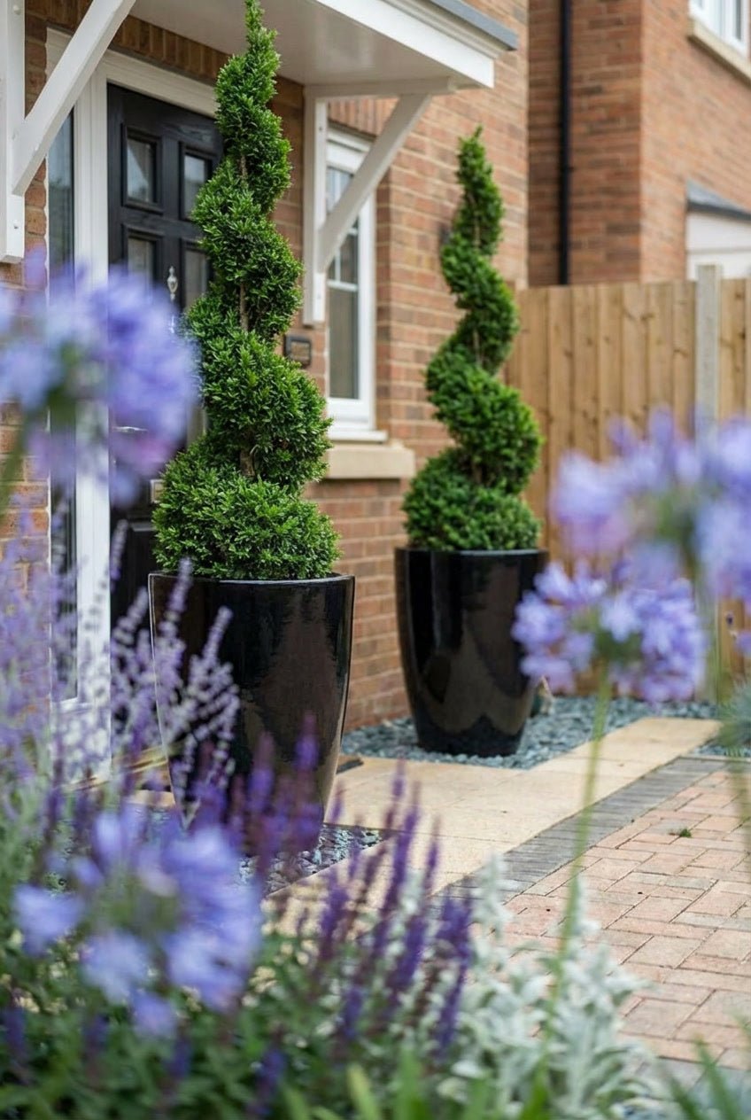 Showcase · Spiral topiary in tall gloss-black pots either side of a dark door, agapanthus in the foreground