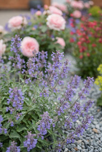 Foliage Close Up · Catmint in soft blue-lilac flower with pink roses and red penstemon behind