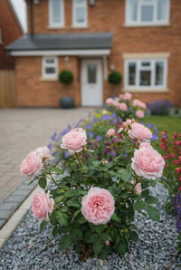 Foliage Close Up · Pale pink English shrub roses in full flower beside the block-paved drive