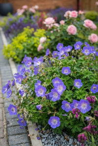 Foliage Close Up · Violet-blue hardy geranium flowers spilling across the edge of the paving