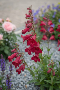 Foliage Close Up · Deep red penstemon bells arching over grey gravel, roses and salvia beyond