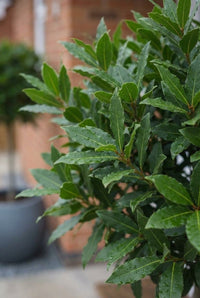 Foliage Close Up · Bay leaves on a clipped standard, its twin blurred in the background