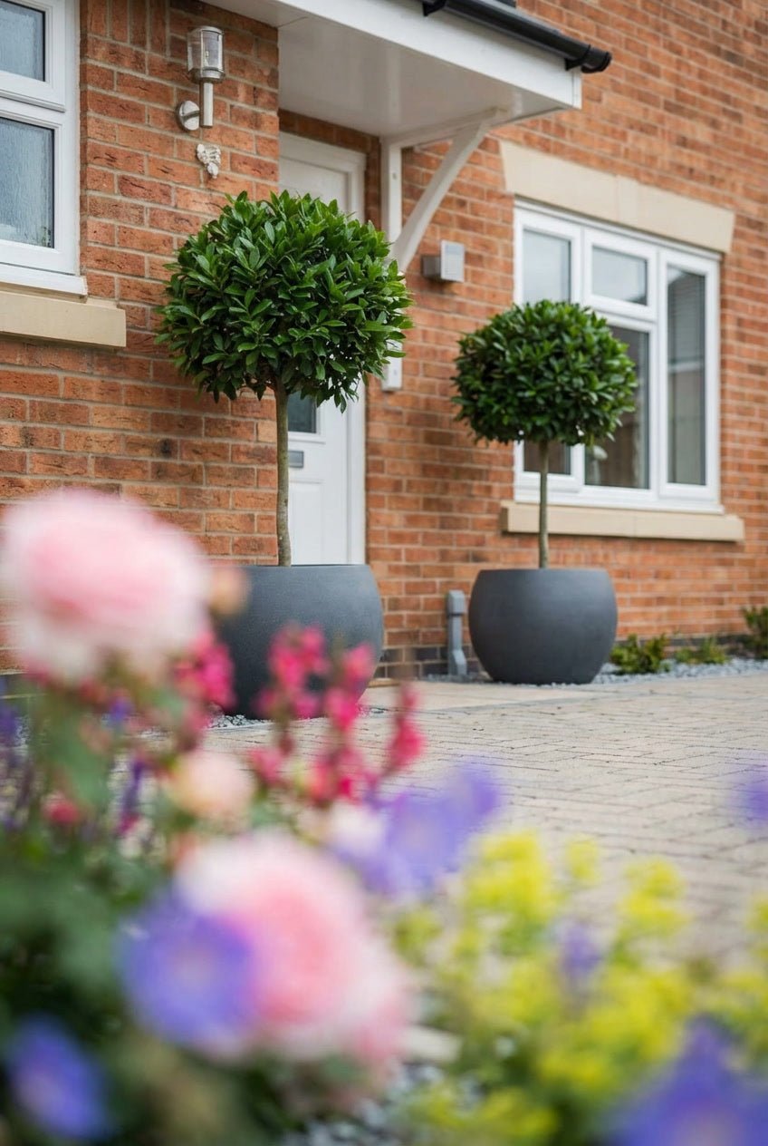 Showcase · Two bay ball standards in grey pots at a white front door, pink roses blurred in the foreground
