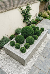 Showcase · Graduated clipped balls set in white gravel inside a long concrete trough planter