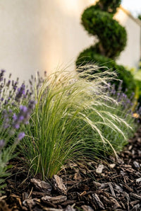 Foliage Close Up · Stipa in feathery flower beside lavender, a spiral rising out of focus behind