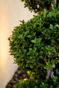 Foliage Close Up · Tight clip line across the broadleaf tiers of a spiral, lit low and warm