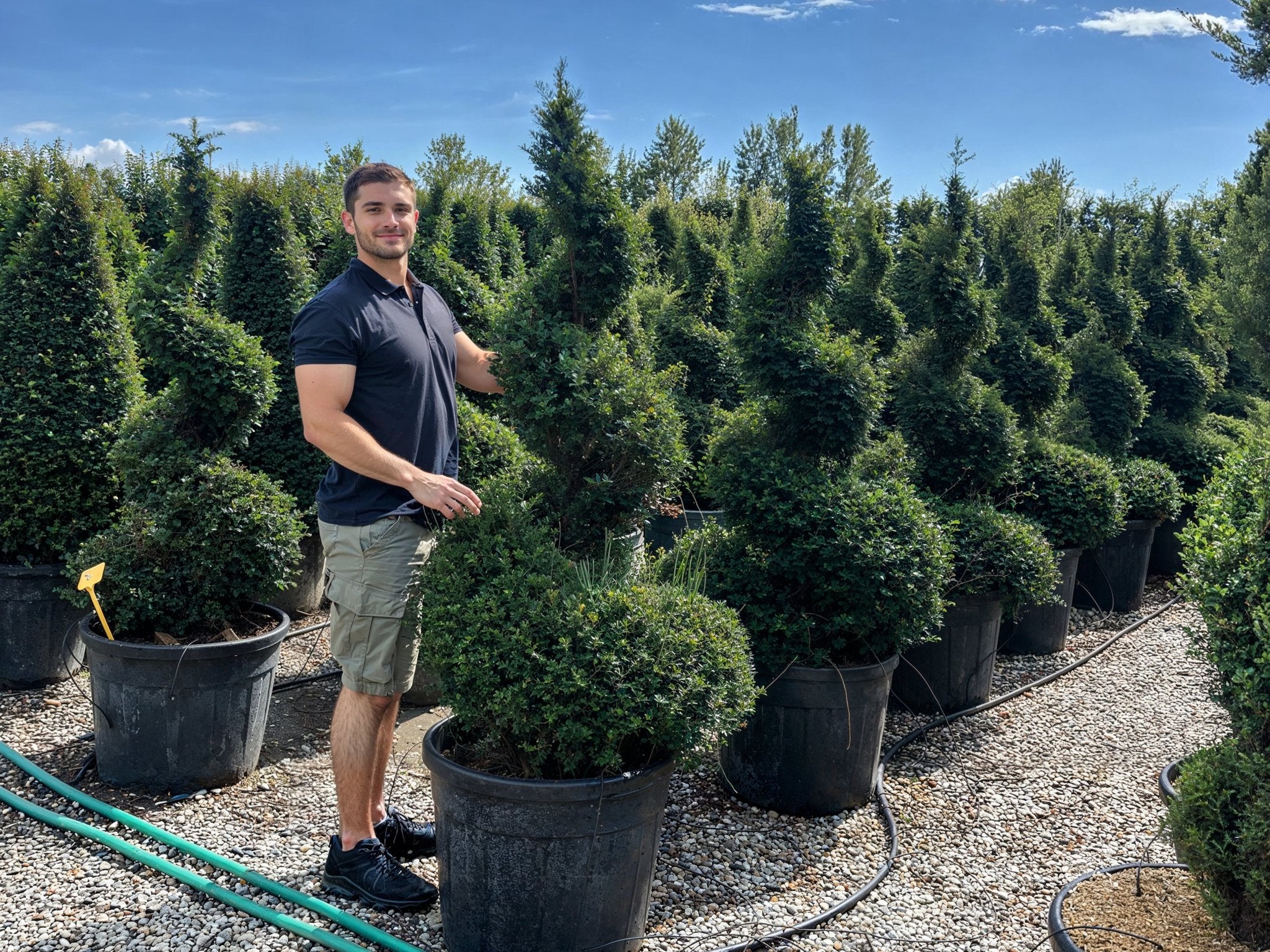 Rows of 170cm Taxus baccata spiral topiary in a nursery, showcasing English yew with twisted spiral topiary pair forms and dense evergreen foliage, demonstrating premium architectural topiary trees for formal garden design and doorway symmetry with sculptural living art.