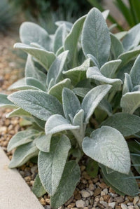 Foliage Close Up · Silver felted lamb's ears leaves spilling onto gravel at the front of the border