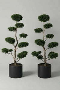 Studio · The yew cloud pair square-on, matched pad counts and heights across both black cylinder pots.