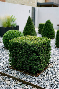 Foliage Close Up · Clipped yew cube in sharp focus, cones and balls receding across pale gravel behind
