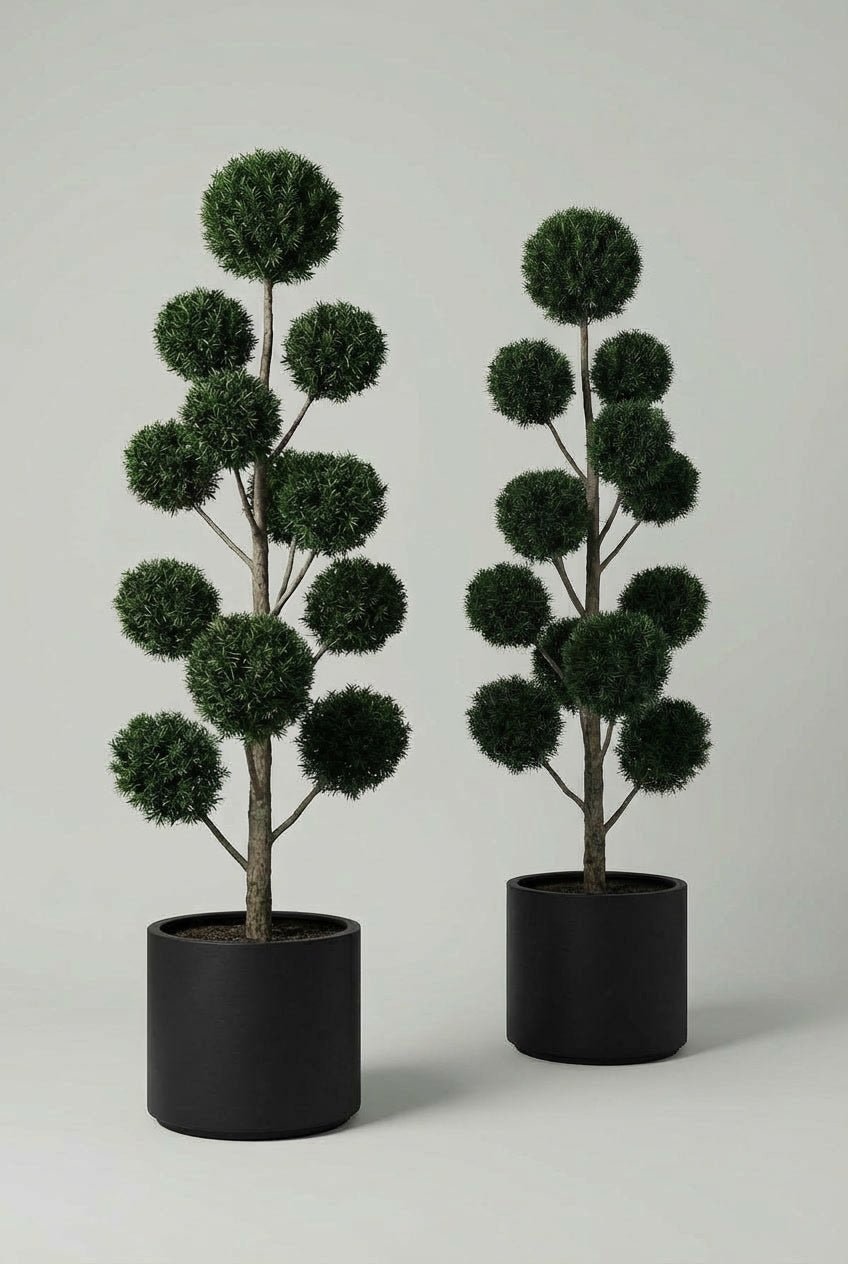 A hand-matched Taxus baccata pom-pom topiary tree pair with dense evergreen spheres, ideal for formal garden design, doorway plants, and classic symmetrical entrances.