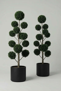 Studio · Hale and Mercer side by side, dark yew spheres clustered along multi-stemmed frames.