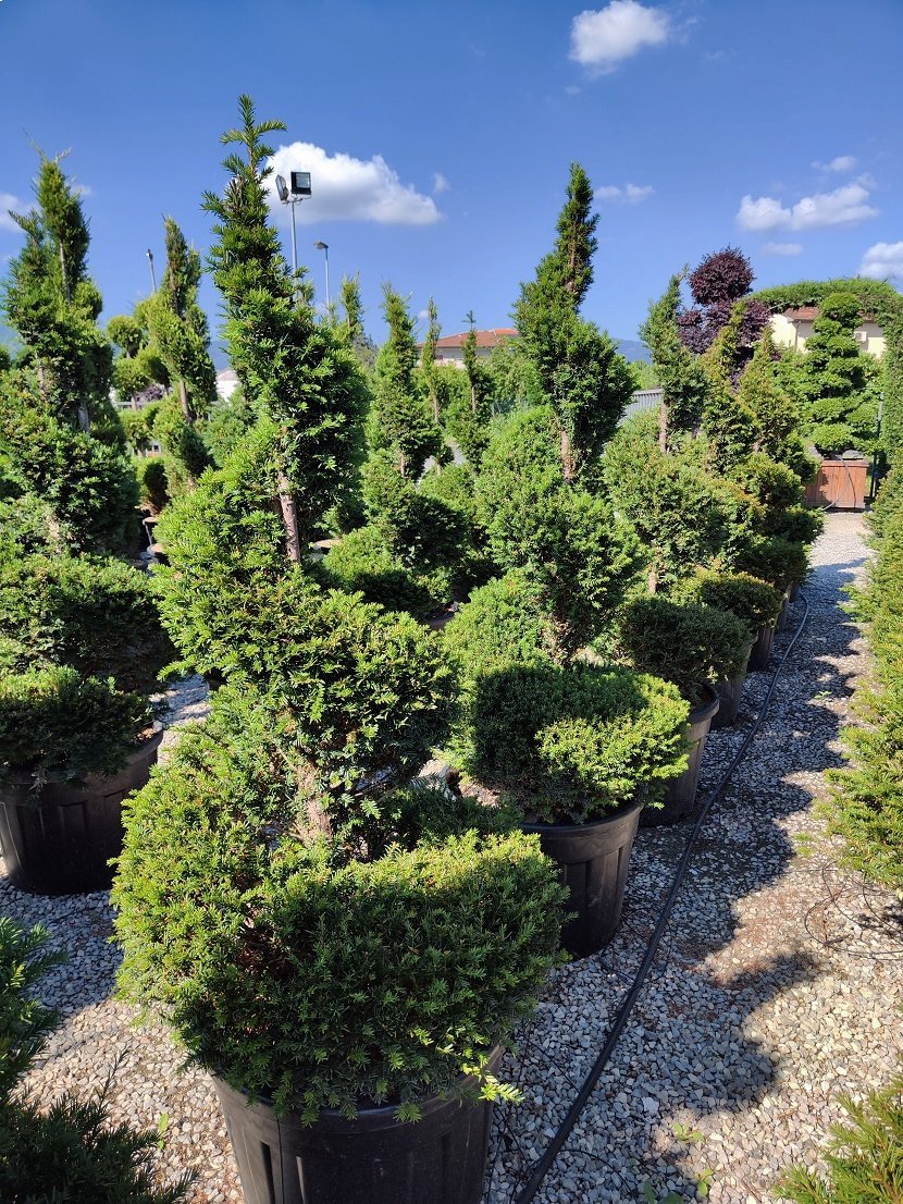 Aerial view of 150-170cm Taxus baccata spiral topiary displayed in a nursery, showcasing English yew with twisted spiral topiary pair forms and dense evergreen foliage, demonstrating premium architectural topiary trees for formal garden design and curated evergreen pairs.