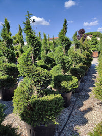 Nursery · Yews in heavy black pots seen from above, cones and part-formed spirals on gravel.