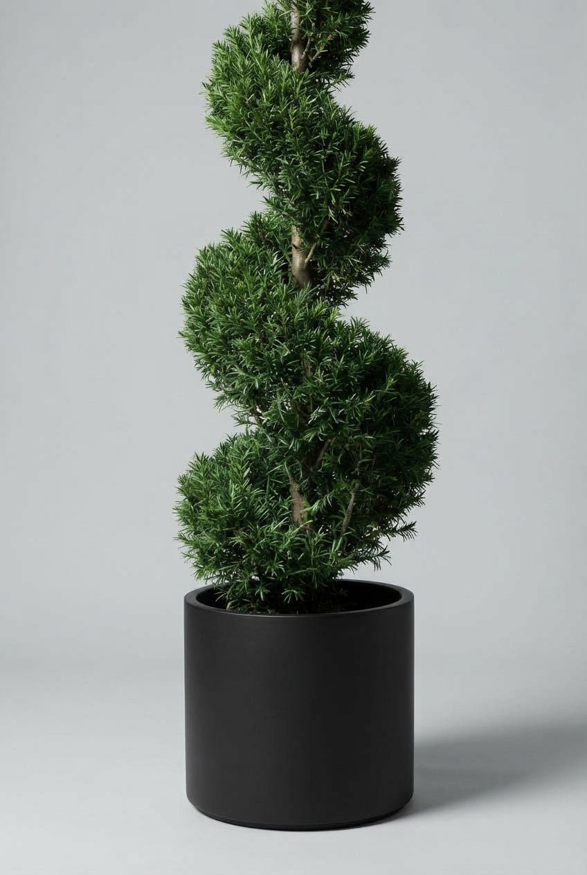 Studio photograph of a Taxus baccata (English yew) spiral topiary specimen, featuring dense dark green evergreen foliage shaped into a sculpted spiral, planted in a black pot against a soft grey background.
