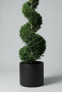 Studio · Lower half of one yew spiral, the pale stem visible in the gaps between each clipped turn.
