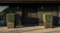Showcase · Two clipped evergreen cubes in stone planters flank a black timber double door in evening sun.
