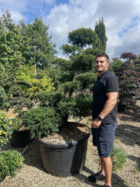 Nursery · A team member stands beside a broad yew bonsai tree in a large nursery tub