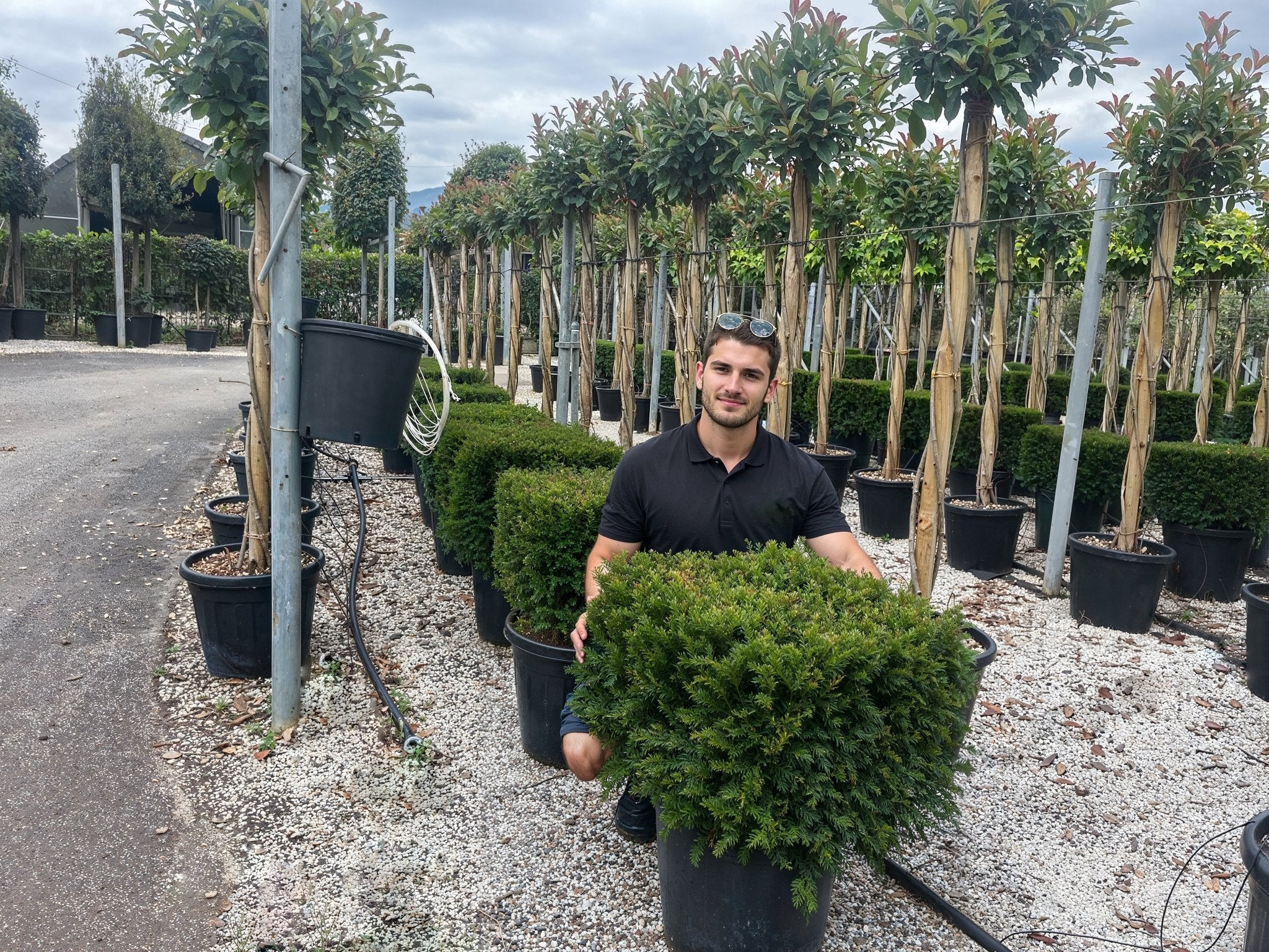 A large Taxus baccata cube topiary displayed in a nursery, showcasing English yew shaped into precise geometric architectural forms, demonstrating premium yew topiary ball alternative for formal garden topiary design and contemporary entrance sculpture plants.
