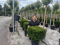 Nursery · A team member crouches behind a broad clipped yew cube in a nursery, staked twisted standards beyond.