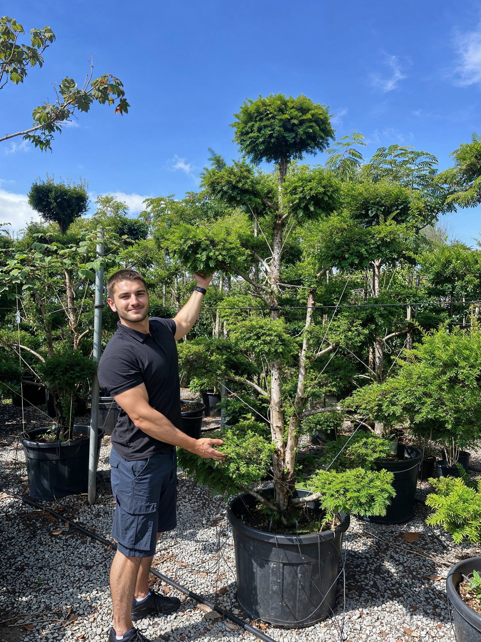 A large untrimmed Taxus baccata cloud topiary in development displaying natural multi-stem pom-pom topiary structure, showcasing English yew topiary ball forms before final shaping, demonstrating premium architectural topiary trees for formal garden design and sculptural evergreens.