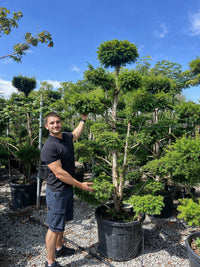 Nursery · A team member holds a branch of a large, loosely clipped pom pom yew standing in a nursery pot.