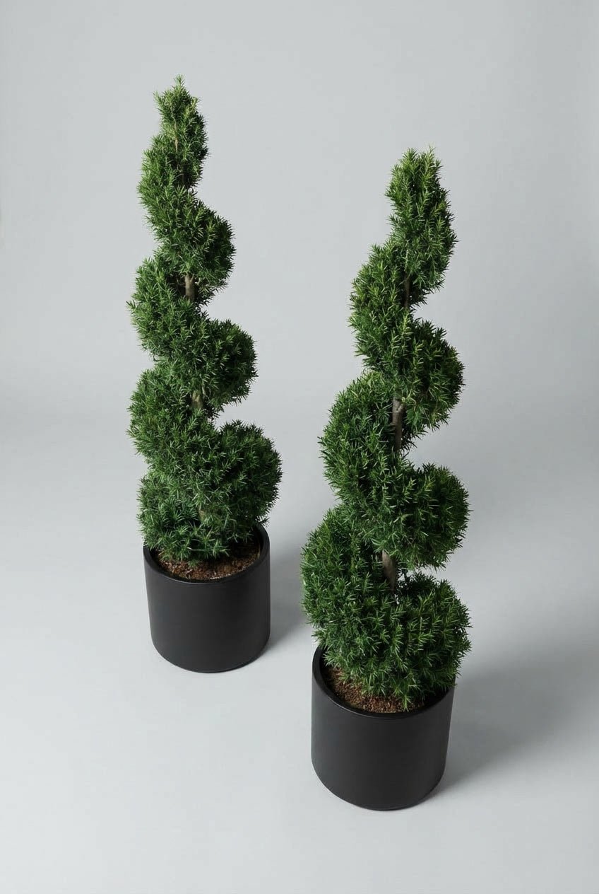 Top-down studio photograph of a matching pair of Taxus (English yew) spiral topiary trees, showing dense dark green evergreen foliage and sculpted spiral form, planted in black pots against a light grey background.