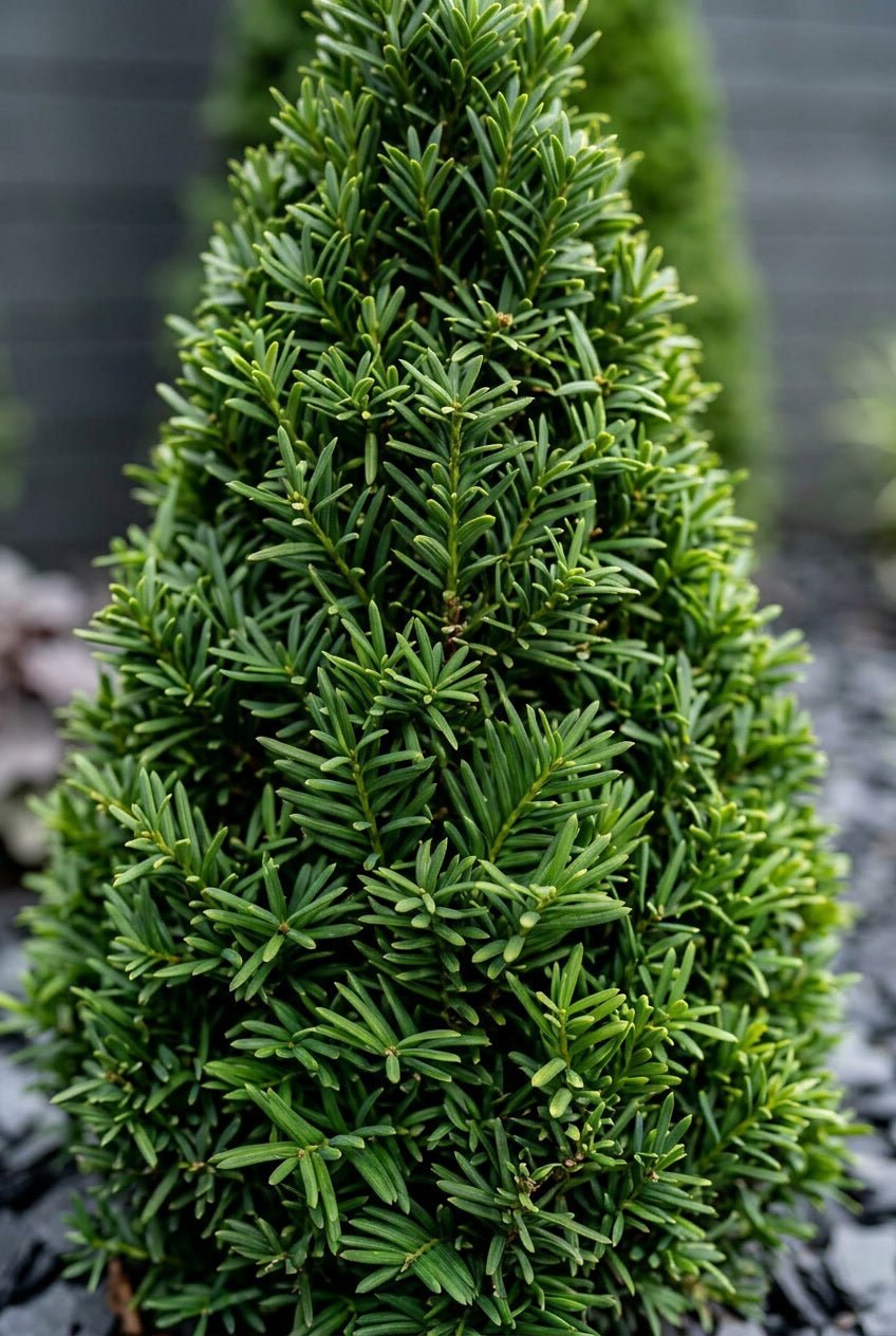 The Cone Array — Architectural Collection with Yew or Holly Sentinel Cones